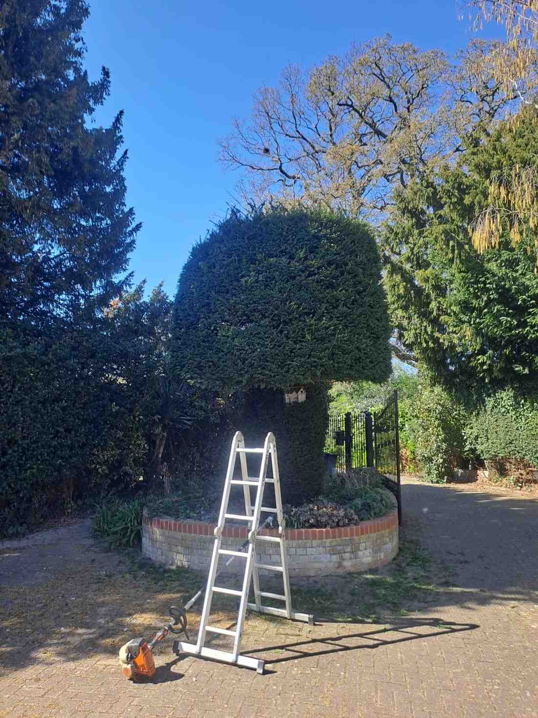 Topiary hedge being shaped by hand from a step ladder