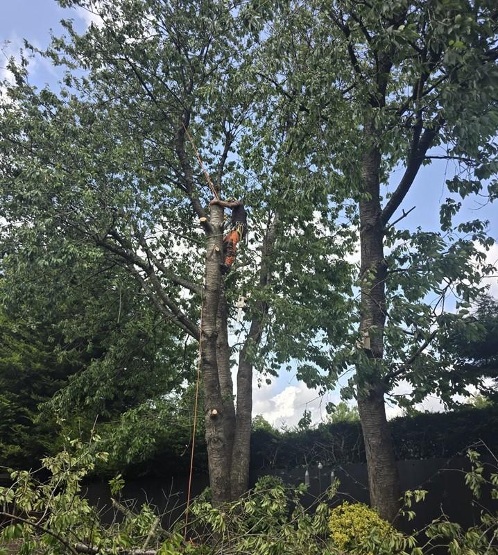 AS Arboriculture tree surgeon at work