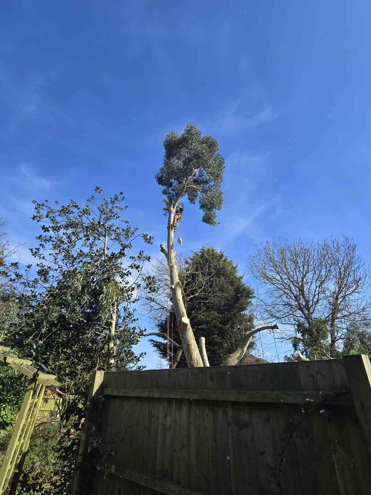 Tall eucalyptus being reduced over a garden fence