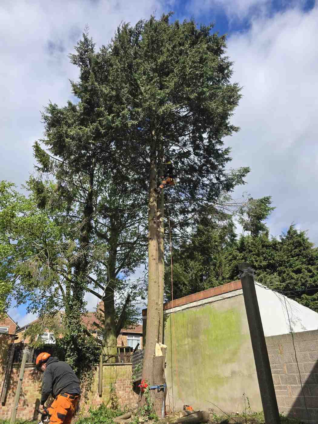 Tall pine in a residential garden ready for sectional dismantling