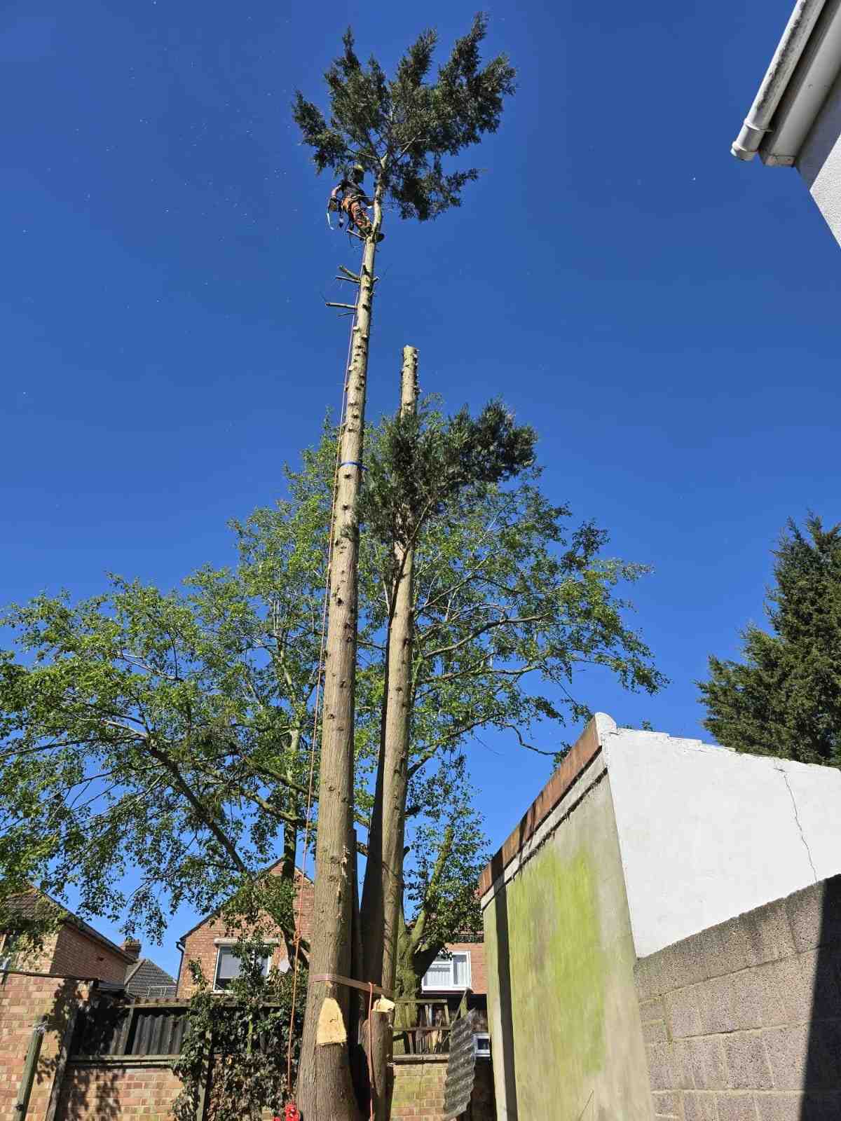 Climber dismantling a tall conifer section by section next to a garage
