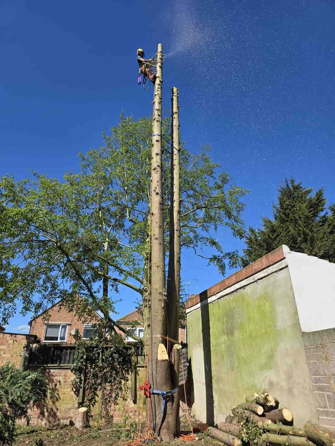 Tree Felling work and site preparation