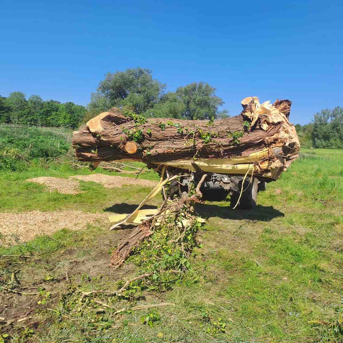 Large felled tree trunks and root plate gathered on a cleared site