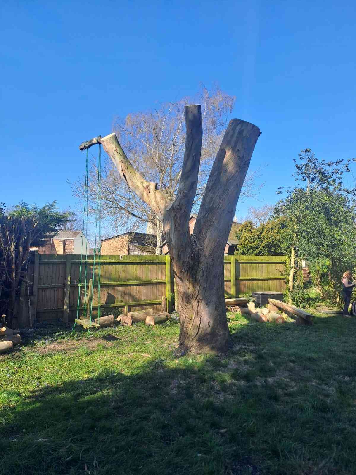 Large tree reduced to a monolith in a back garden