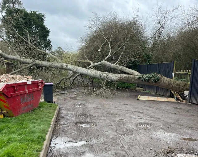 Emergency Tree Services work and site preparation
