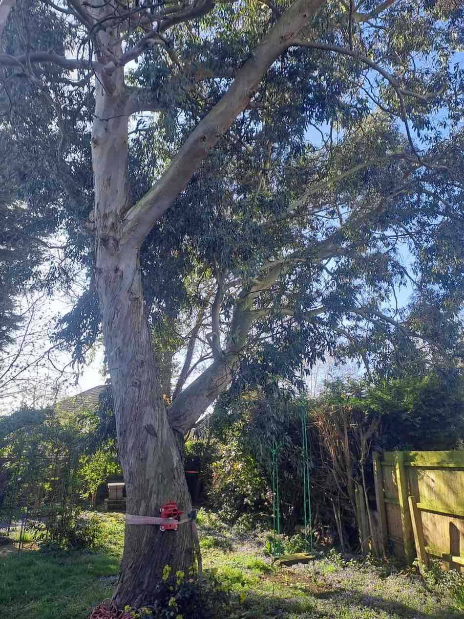 Mature eucalyptus tree in a garden before tree surgery