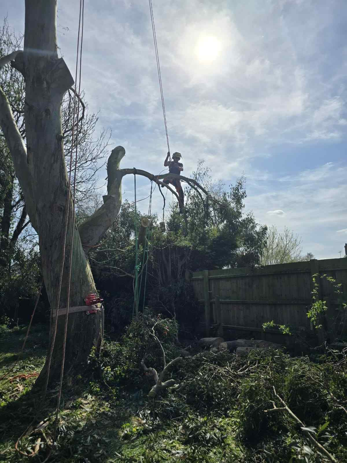 Crown Reduction, Lifting & Thinning work and site preparation
