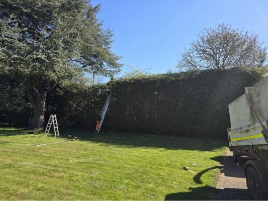 Tree Surgeon Service